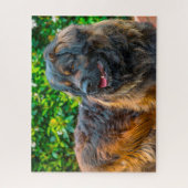 Leonberger Hondensoort Puzzel. Legpuzzel (Verticaal)