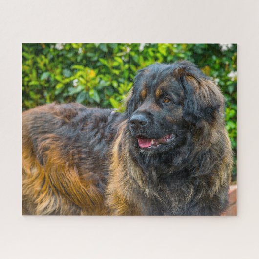 Leonberger Hondensoort Puzzel. Legpuzzel (Horizontaal)