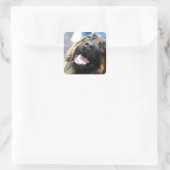 Leonberger Stickers (Tas)