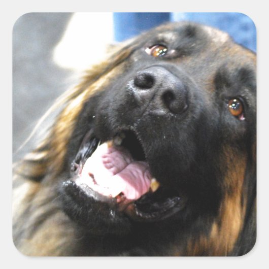 Leonberger Stickers (Voorkant)