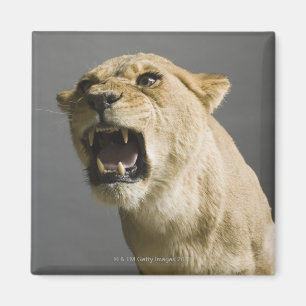 Leoness roaring magneet