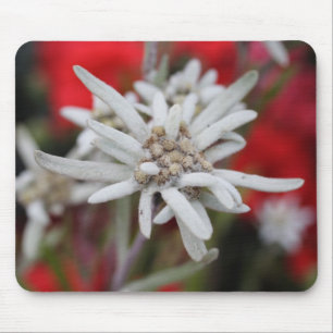 Leontopodium alpinum muismat