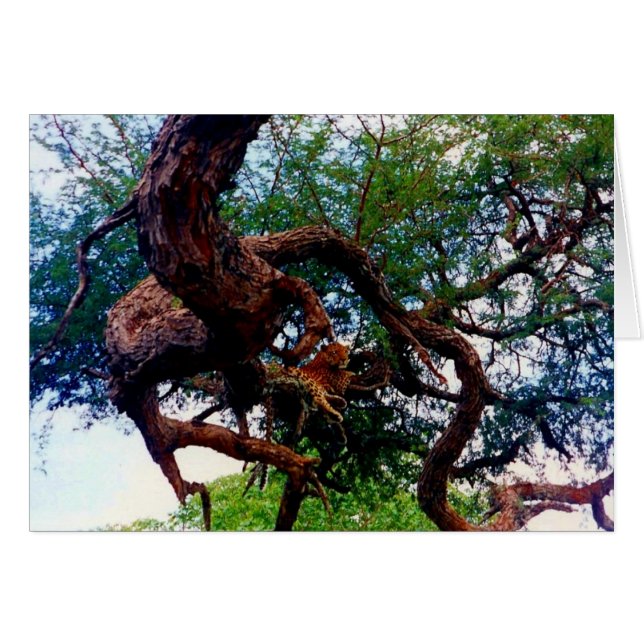 léopard (Devant horizontal)