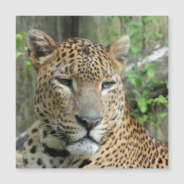 Leopard20151002 (Voorkant)