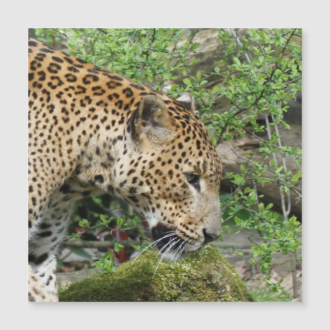 Leopard20151003 (Voorkant)