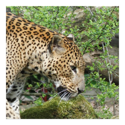 Leopard20151003 Foto Afdruk (Voorkant)