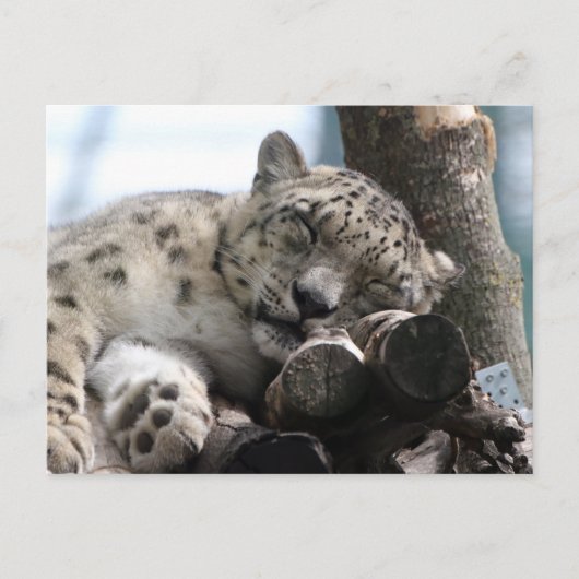 Leopard 002 briefkaart (Voorkant)