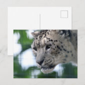 Leopard 003 briefkaart (Voorkant / Achterkant)