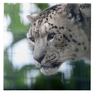 Leopard 003 tegeltje