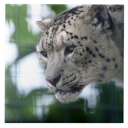Leopard 003 tegeltje (Voorkant)