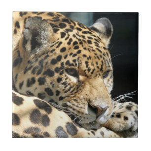 Leopard 004 tegeltje