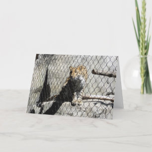 "Leopard #4" Get Well Card Kaart