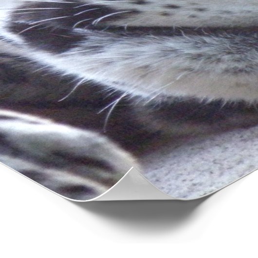 Leopard-Afbeelding afdrukken Poster (Hoek)