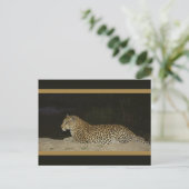 Leopard allongé sur la rive de sable carte postale (Debout devant)