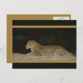 Leopard allongé sur la rive de sable carte postale (Devant / Derrière)