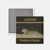 Leopard allongé sur la rive du sable magnets de la (Recto/Verso)