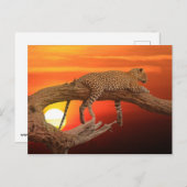 Leopard au coucher du soleil carte postale (Devant / Derrière)