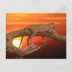 Leopard au coucher du soleil carte postale