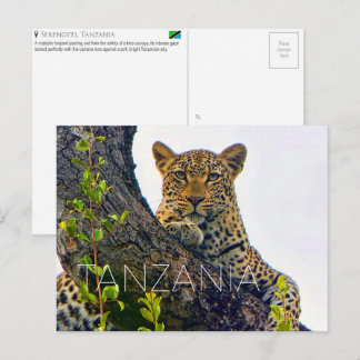 Léopard au Serengeti, Tanzanie Carte postale de vo