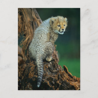 Leopard, Baby auf Baum, Briefkaart
