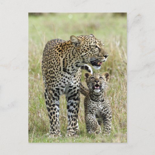 Leopard Baby en Mama Briefkaart (Voorkant)