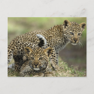 Leopard Babys Briefkaart