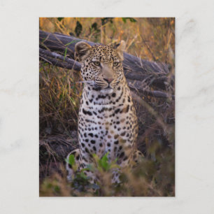 Leopard, Botswana, Afrika Briefkaart