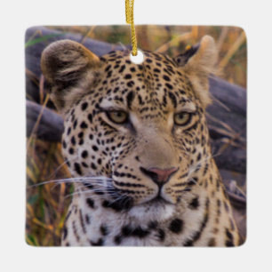 Leopard, Botswana, Afrika Keramisch Ornament