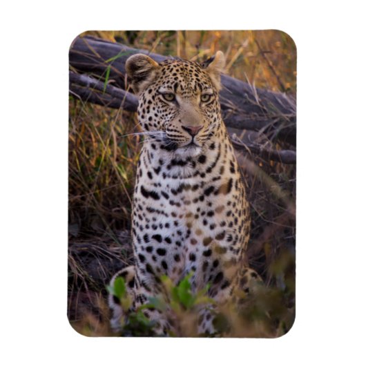 Leopard, Botswana, Afrika Magneet (Verticaal)