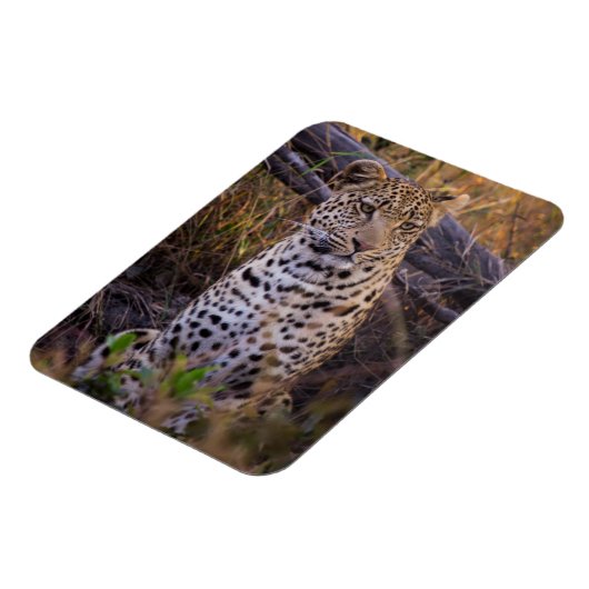 Leopard, Botswana, Afrika Magneet (Linkerzijde)