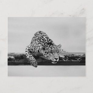 Leopard Briefkaart