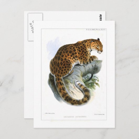 Leopard Briefkaart (Voorkant / Achterkant)
