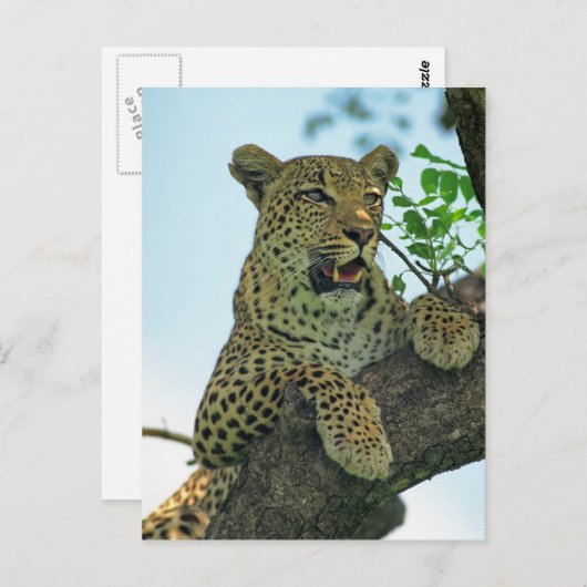 Leopard Briefkaart (Voorkant / Achterkant)
