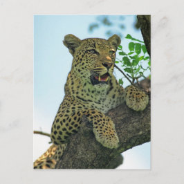 Leopard Briefkaart