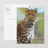 Leopard Briefkaart (Voorkant / Achterkant)