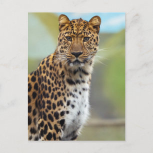 Leopard Briefkaart