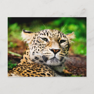 Leopard Briefkaart