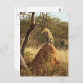 Leopard Briefkaart (Voorkant / Achterkant)