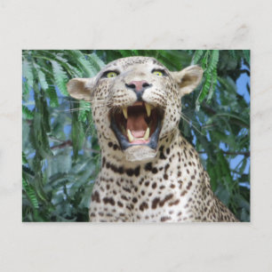Leopard Briefkaart