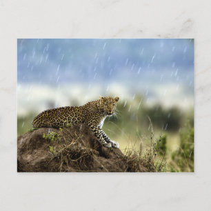 Leopard Briefkaart