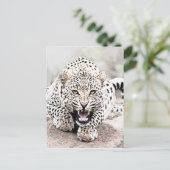 Leopard Briefkaart (Staand voorkant)