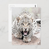 Leopard Briefkaart (Voorkant / Achterkant)