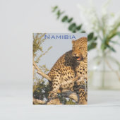 Léopard, Carte postale de Namibie (Debout devant)