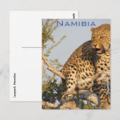 Léopard, Carte postale de Namibie (Devant / Derrière)