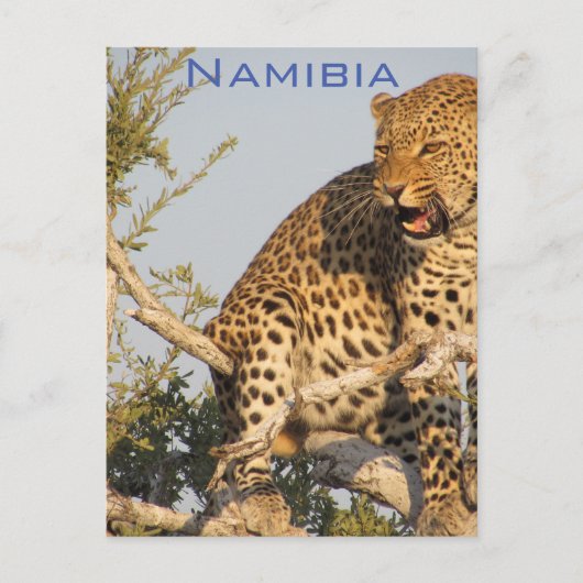 Léopard, Carte postale de Namibie (Devant)