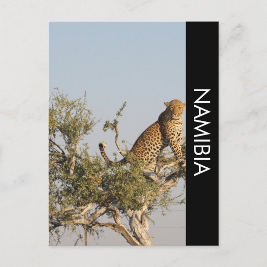 Léopard, carte postale de Namibie (Devant)