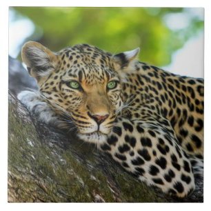 Leopard Ceramic Tile Tegeltje