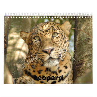 Leopard Cheetaro013, Leopard Kalender