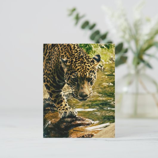 Leopard Crossing a Stream Briefkaart (Staand voorkant)