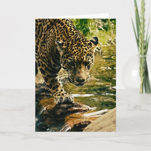 Leopard Crossing a Stream Photograph Kaart (Voorkant)